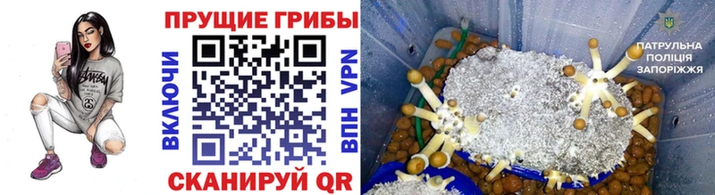 цены   ссылка на мегу ссылка  Псилоцибиновые грибы мицелий  Палласовка 